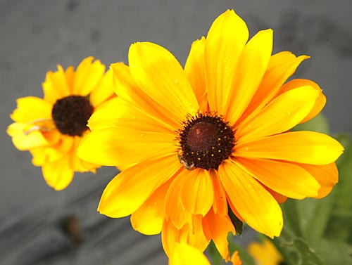 Flower close up